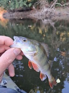 European Perch