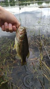 Largemouth Bass