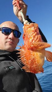 Red Scorpionfish