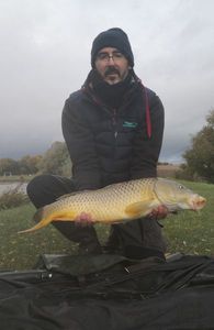 Common Carp