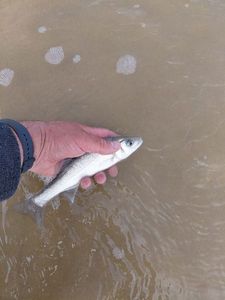 European Bass (Seabass)