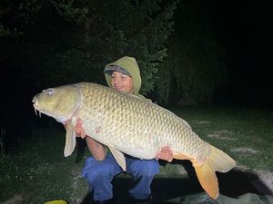 Common Carp