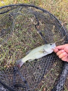 Largemouth Bass