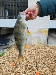 European Perch