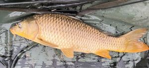 Common Carp