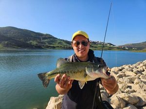 Largemouth Bass