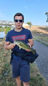 Largemouth Bass
