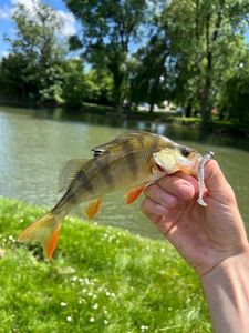 European Perch