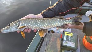 Northern Pike