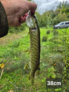 Northern Pike