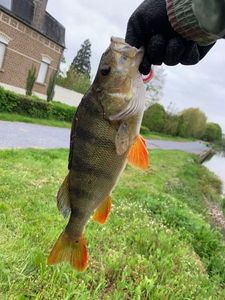 European Perch