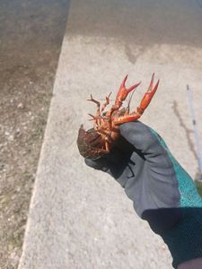 Noble Crayfish