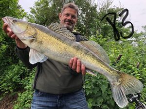 Zander