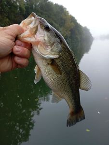 Largemouth Bass