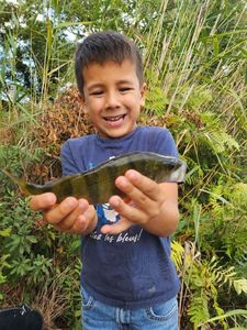 European Perch