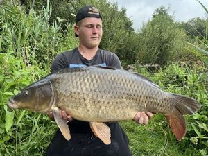 Common Carp