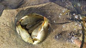 Common Carp