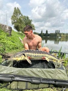 Sturgeon