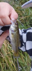 Largemouth Bass