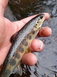 Atlantic Salmon (Juvenile)