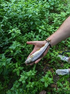 Brown Trout