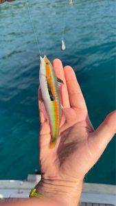Mediterranean Rainbow Wrasse
