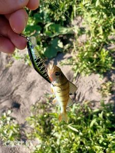 European Perch
