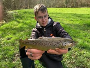 Brown Trout