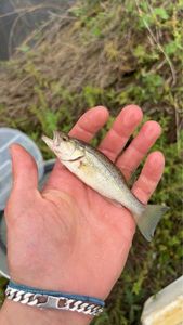 Largemouth Bass