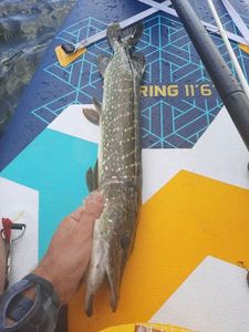 Northern Pike