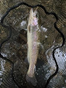 Rainbow Trout