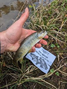 Brown Trout