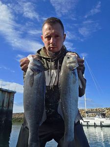 European Bass (Seabass)