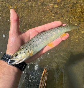 Brown Trout