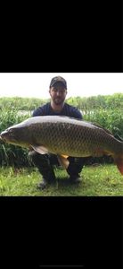 Common Carp
