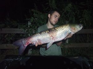 Carpe Amour (Carpe de Roseau)