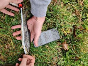 Brown Trout