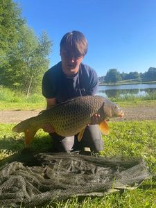 Common Carp
