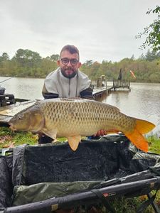 Common Carp