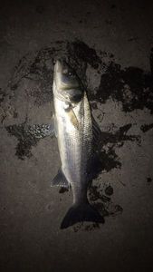 European Bass (Seabass)
