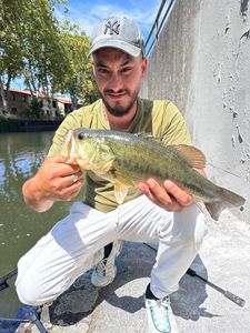 Largemouth Bass