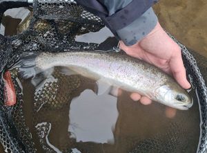 Rainbow Trout