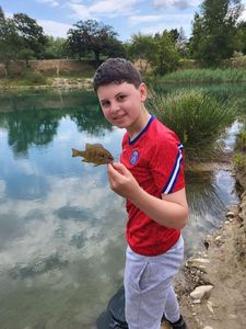 Green Sunfish