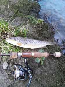 Brown Trout