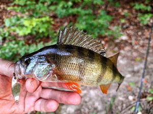 European Perch