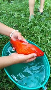 Koï Fish
