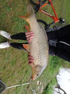 Common Carp