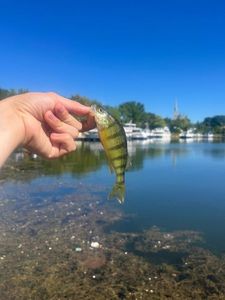 Yellow Perch