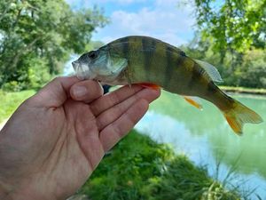 European Perch
