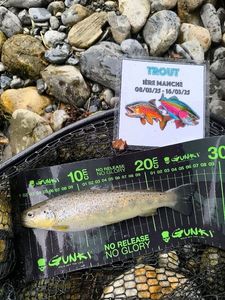 Brown Trout